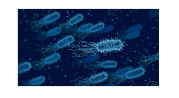 microbiome diet