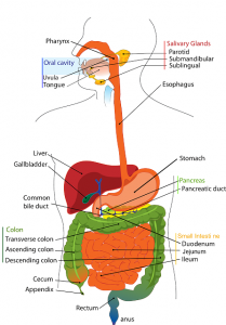 microbiota